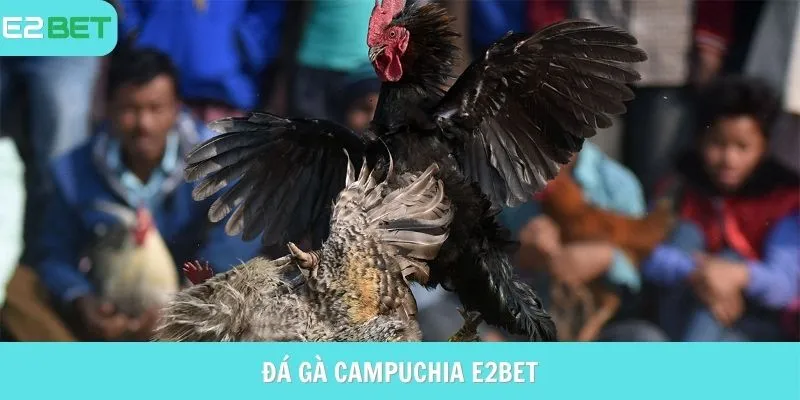 đá gà campuchia