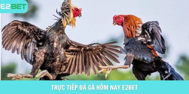 trực tiếp đá gà hôm nay