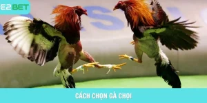 cách chọn gà chọi