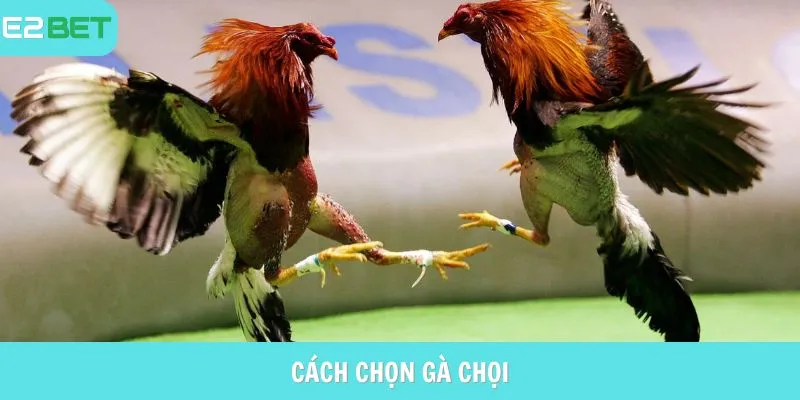 cách chọn gà chọi