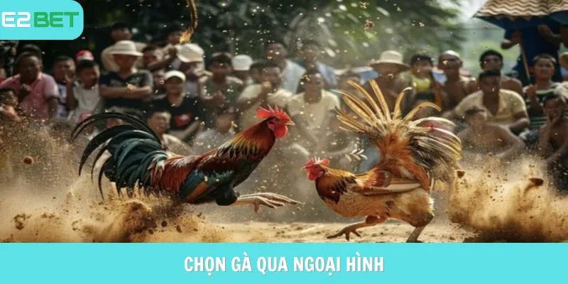 Chọn gà qua ngoại hình