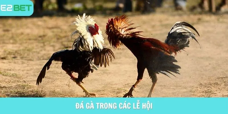 Đá gà Campuchia trong các lễ hội lớn