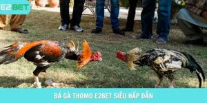 đá gà thomo e2bet