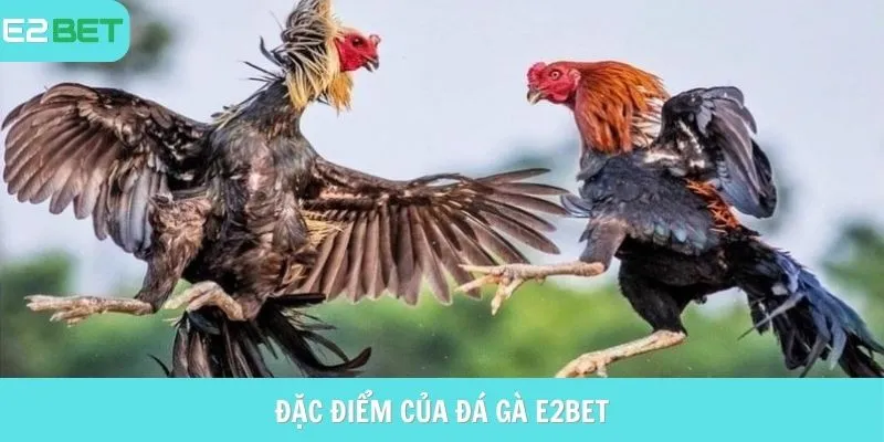 Đặc điểm của Đá gà E2Bet