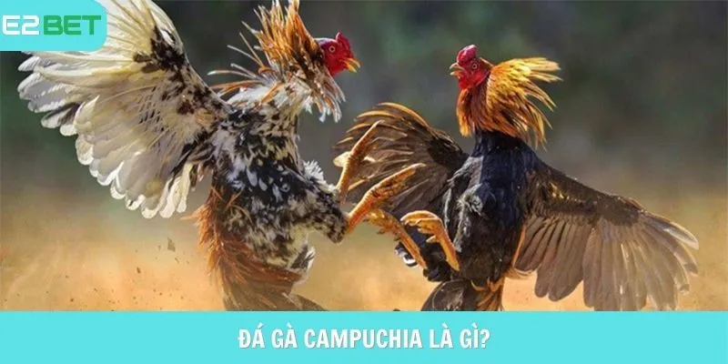Khái niệm đá gà Campuchia E2BET là gì?