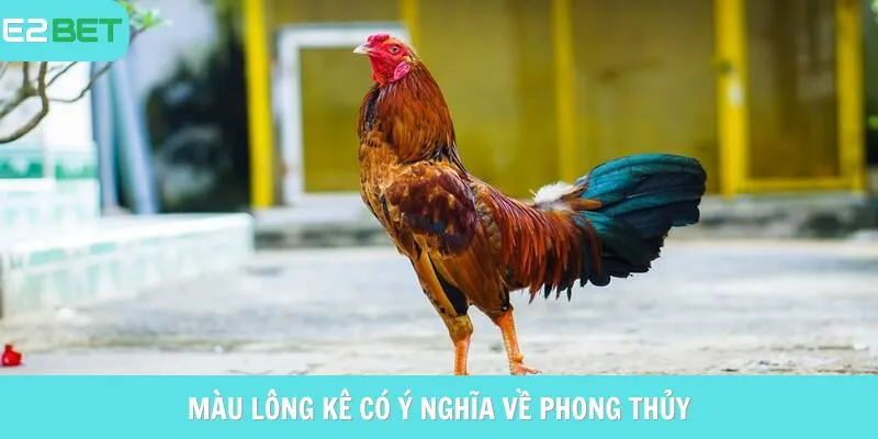 Màu lông kê có ý nghĩa về phong thủy