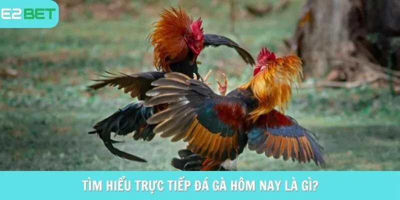 Tìm hiểu trực tiếp đá gà hôm nay E2BET