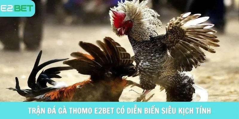 Trận đá gà Thomo e2bet có diễn biến siêu kịch tính