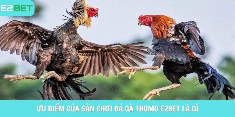 Ưu điểm của sân chơi đá gà Thomo e2bet là gì