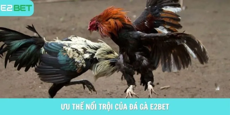 Ưu thế vượt trội của Đá gà E2Bet