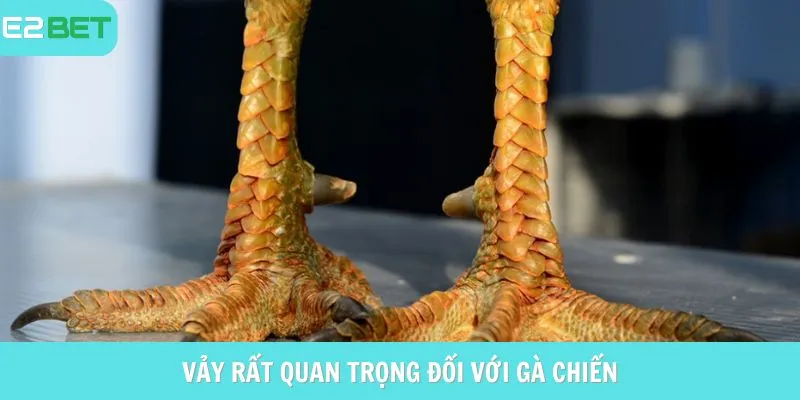 Vảy rất quan trọng đối với gà chiến