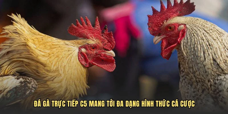 Đá gà trực tiếp C5 mang tới đa dạng hình thức cá cược