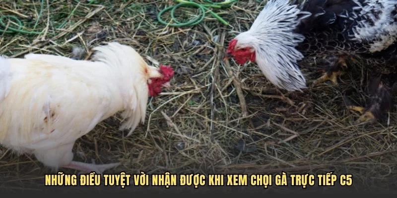 Những điều tuyệt vời nhận được khi xem chọi gà trực tiếp C5