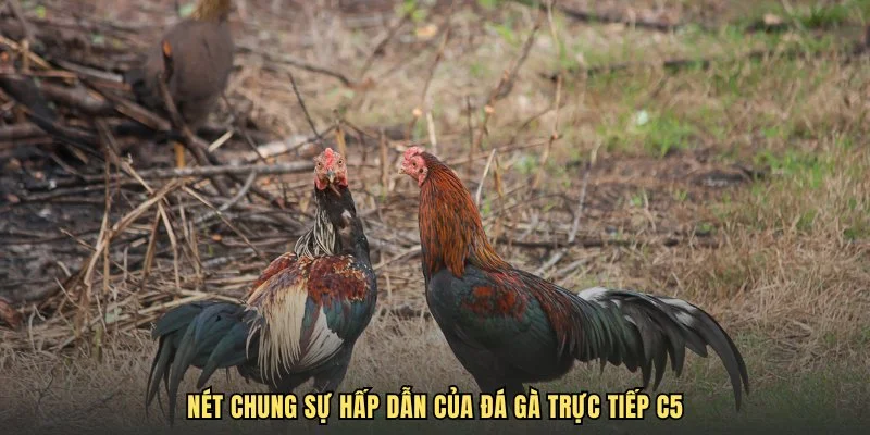 Nét chung sự hấp dẫn của đá gà trực tiếp C5