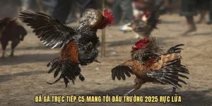 Đá gà trực tiếp c5 tại e2bet